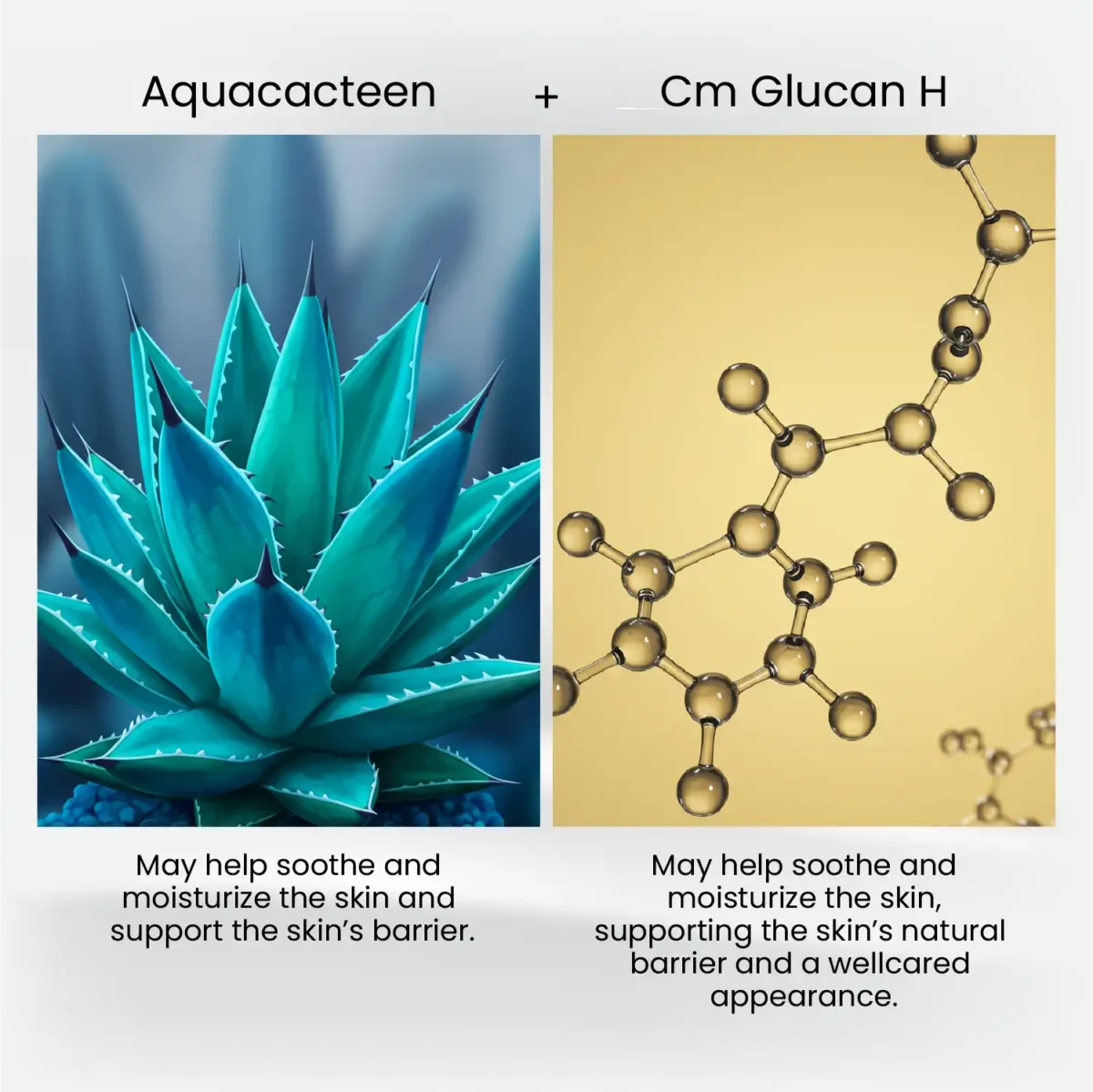 Aquacacteen cactus visual and Cm‑Glucan H molecule graphic side by sidev